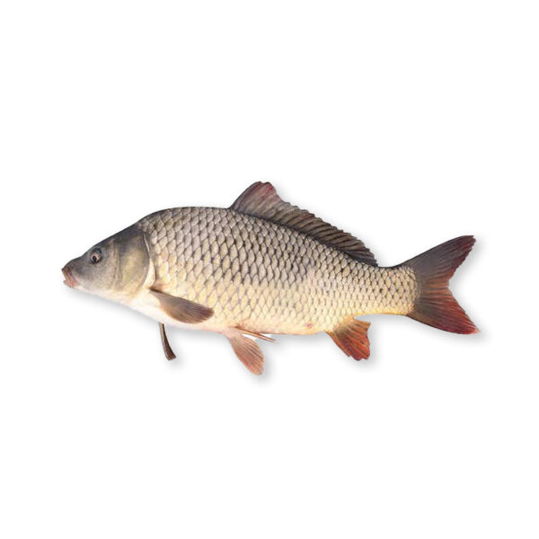 gulfam fish